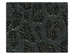 227 Illusion Gold